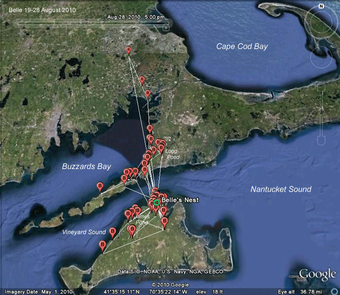 osprey migration route